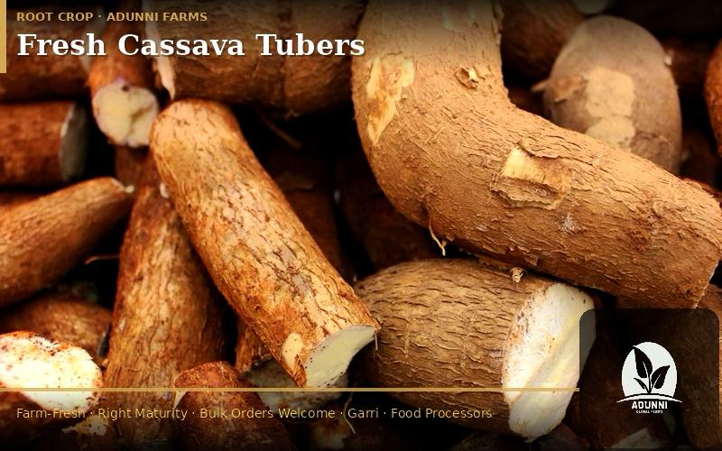 ./WhatsApp_Image_2026-03-12_at_22.03.46_1773503875849